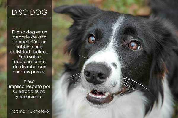 Dis Dog. Conceptos básicos para disfrutar con tus #perros. @Txakurtzen.