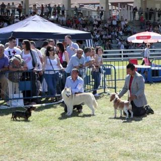 200 perros de 60 razas participarán en el XI Concurso Nacional de Belleza Canina de la feria Semana Verde de Galicia.