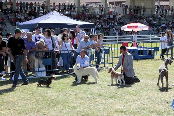 200 perros de 60 razas participarán en el XI Concurso Nacional de Belleza Canina de la feria Semana Verde de Galicia.