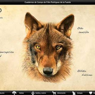 iFelix, el #lobo (#app de Félix Rodríguez de la Fuente). ¿Recuerdas los cuadernos de campo de Félix Rodríguez de la Fuente?