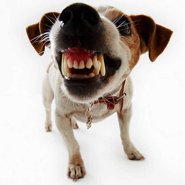 #Perros reactivos y agresividad canina: Intensidad, distancia y tiempo. Técnicas para tratar perros agresivos.