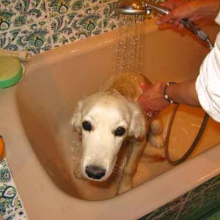 Cómo bañar a tu perro: 10 pasos para bañar (bien y seguro) a tu perro (con vídeo).