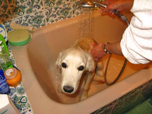 Cómo bañar a tu perro: 10 pasos para bañar (bien y seguro) a tu perro (con vídeo).