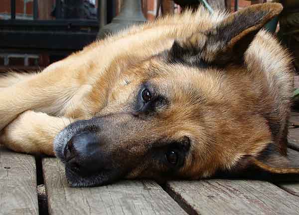 #Veterinaria. #Perros con epilepsia y problemas de conducta. Los perros y los seres humanos con epilepsia comparten experiencias similares.
