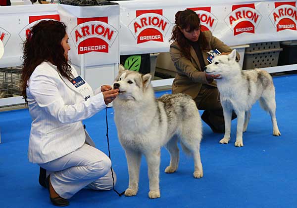 Exposición Nacional e Internacional Canina de Cantabria 2013, horarios, cómo llegar...