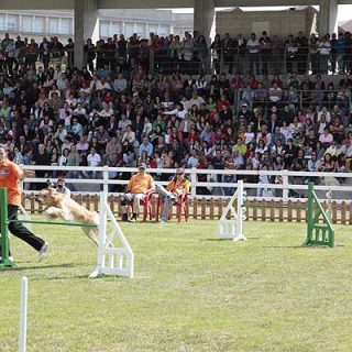 Más de 300 perros y 240 caballos participarán en una treintena de actividades en la Semana Verde de Galicia 2013.