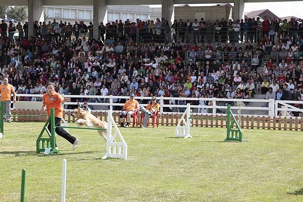 Más de 300 perros y 240 caballos participarán en una treintena de actividades en la Semana Verde de Galicia 2013.