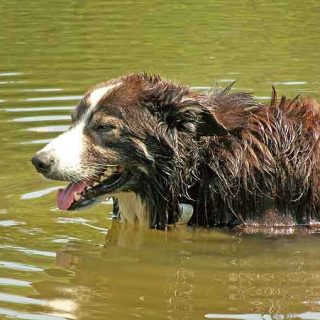 ¡Calor! ¿Quieres saber cuánta agua debe beber un perro al día?