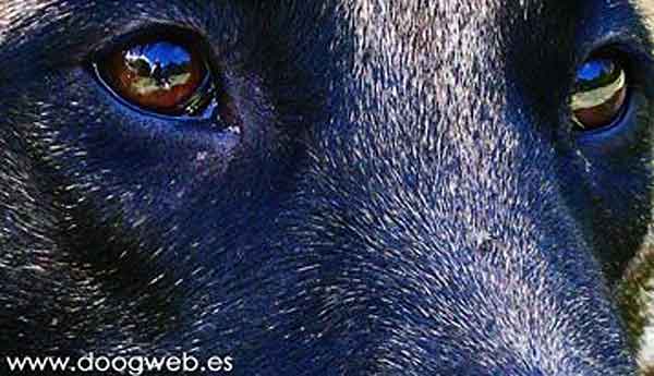 Cooperación entre perros. Buscando la diferencia entre lobos y perros y cómo influye la calidad de la relación en las reacciones del perro o lobo hacia sus compañeros.