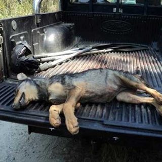 Cacerías de cachorros de lobo en Galicia. PACMA desvela las mentiras de la Xunta de Galicia sobre las matanzas de lobos.