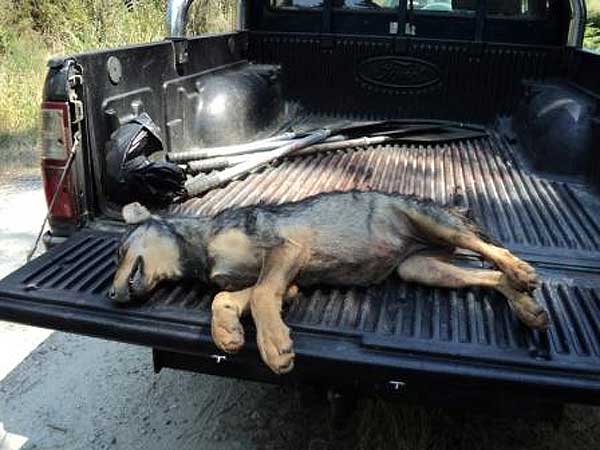 Cacerías de cachorros de lobo en Galicia. PACMA desvela las mentiras de la Xunta de Galicia sobre las matanzas de lobos.