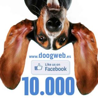 ¿Quieres conocer las cifras de doogweb? ¡Ya somos 10.000 "doogweber@s"! ¡Gracias!