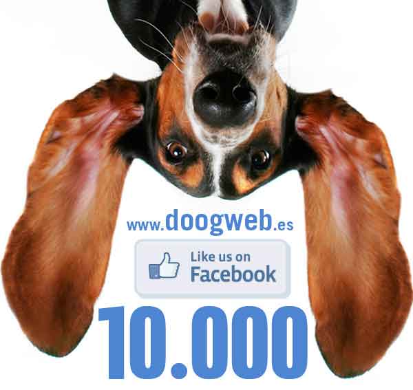 ¿Quieres conocer las cifras de doogweb? ¡Ya somos 10.000 "doogweber@s"! ¡Gracias!