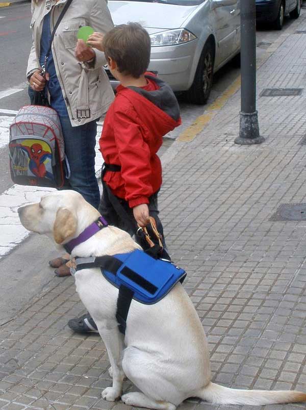 Entrenando un perro de asistencia para autismo en Gandía...