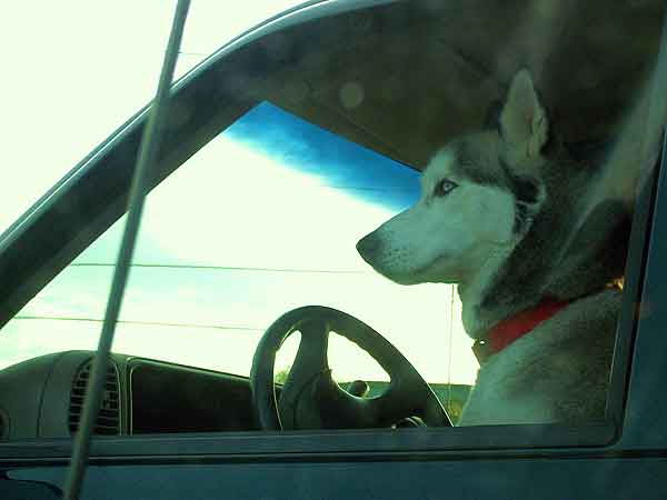 El 34% de los perros que viajan en coche han sufrido mareos...