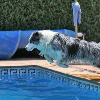 ¿Saben nadar TODOS los perros? Pues... No, no todos los perros saben nadar.