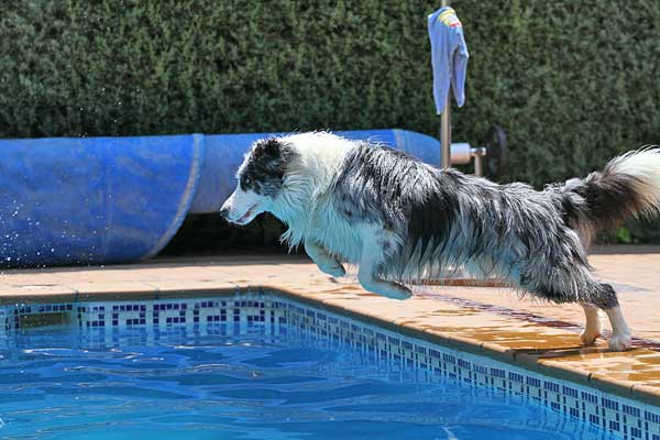 ¿Saben nadar TODOS los perros? Pues... No, no todos los perros saben nadar.