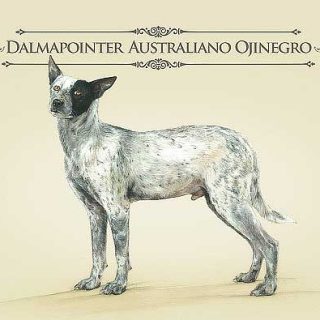 ¿Conoces perros como el Dalmapointer australiano ojinegro, o un alaskan collie pelucherrier?