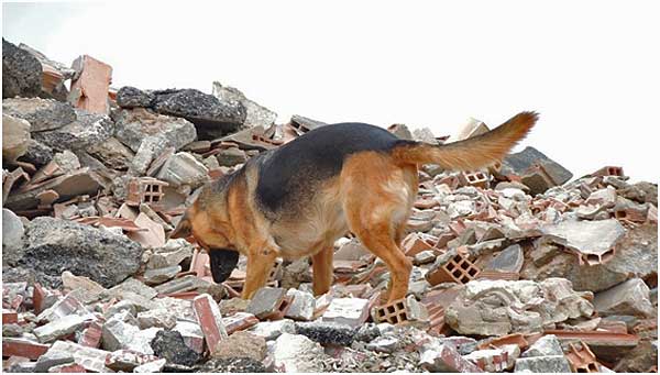 Clausura de las primeras Jornadas de Rescate Canino en Catástrofes Método Arcón que ha organizado el Ayto. de Cox, Alicante.