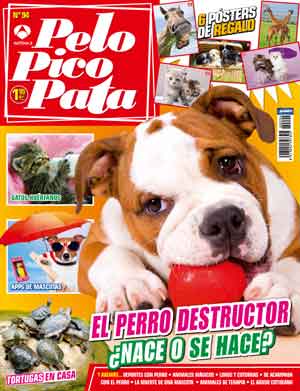 Pelo Pico Pata, agosto 2013: Perros destructores, los beneficios del agility, cómo debe ser un buen paseo, peligros del agua para los perros...