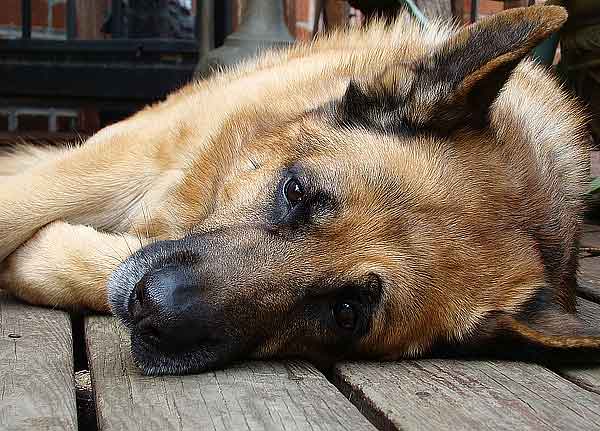 ¿Cómo nos "quiere" el perro mayor? Cuando son ancianos, los perros tienen menos capacidad para gestionar las situaciones desagradables (Estudio científico).