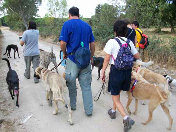 Senderismo con #perros por el valle del Tiétar, socialización y modificación de conductas aprovechando la Naturaleza.