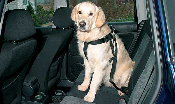 Subaru colabora en el desarrollo de un arnés de viaje para perros más seguro (vídeo).