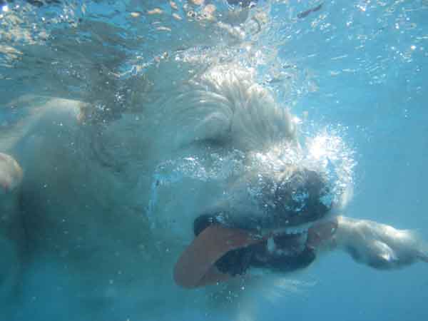 Fotos acuáticas con los #perros, así puedes hacerlas.
