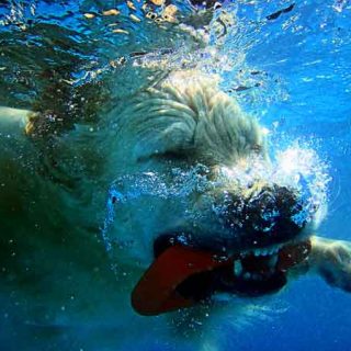 Fotos acuáticas con los #perros, así puedes hacerlas.