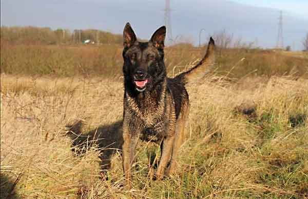 Perros policías retirados... ¿Qué es de ellos? 