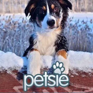 ¿Cuánto sabes de razas de perros? Petsie dog breeds, app gratis para conocer todas las razas.