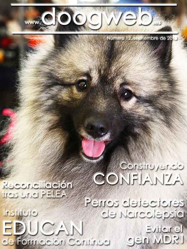 Revista doogweb nº 12, descárgala gratis