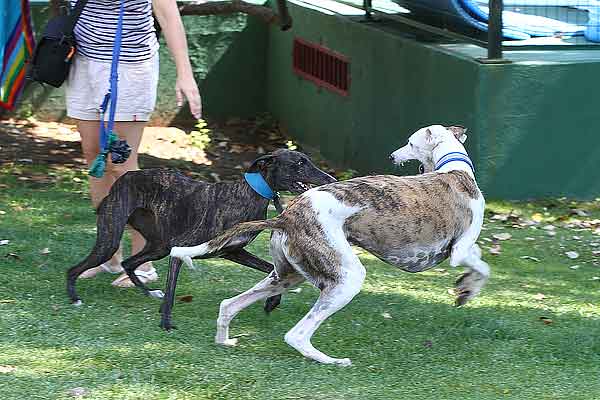 Salpican, pis. piscina para perros por un día, en imágenes. Así ha sido.