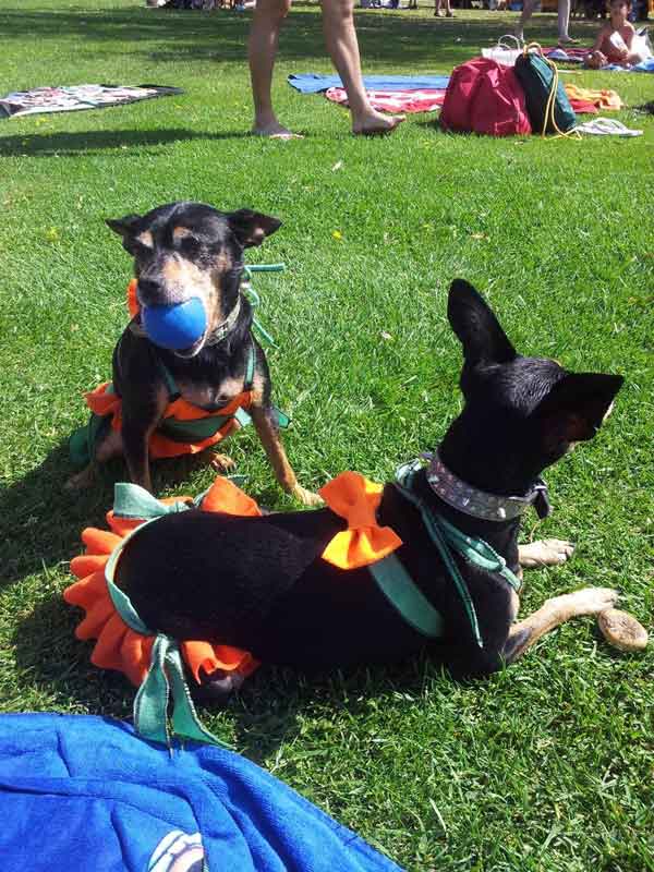 Pinschers en Salpican.