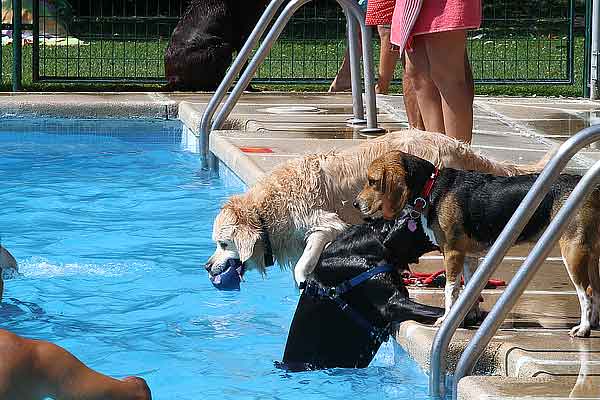 Salpican, pis. piscina para perros por un día, en imágenes. Así ha sido.
