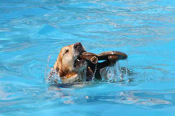 Salpican, pis. piscina para perros por un día, en imágenes. Así ha sido.