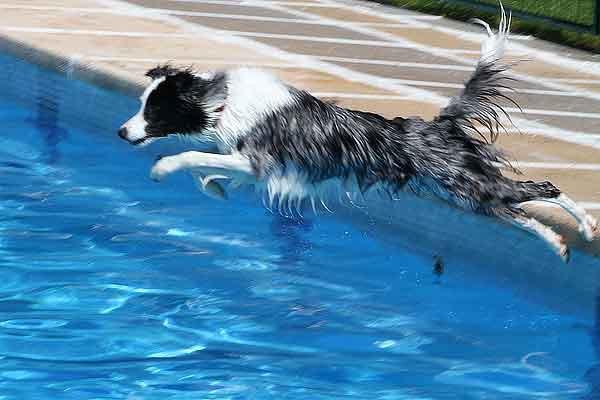 Salpican, pis. piscina para perros por un día, en imágenes. Así ha sido.
