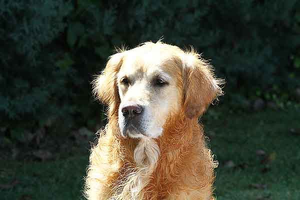 Salpican, pis. piscina para perros por un día, en imágenes. Así ha sido.