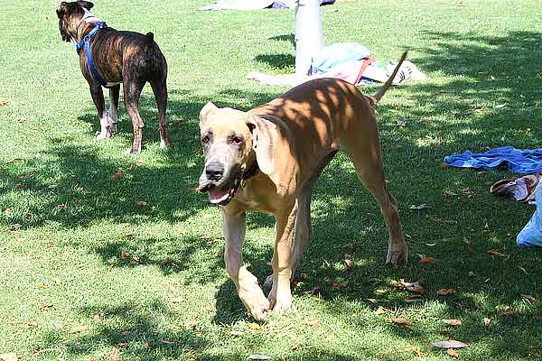 Salpican, pis. piscina para perros por un día, en imágenes. Así ha sido.