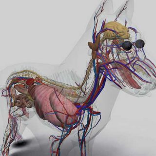 3D Canine Anatomy Software. Anatomía canina (por ordenador), perfecto para estudiantes de veterinaria.