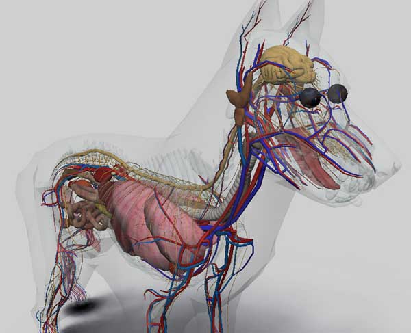 3D Canine Anatomy Software. Anatomía canina (por ordenador), perfecto para estudiantes de veterinaria.