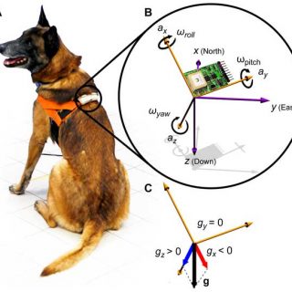 Rastreador de comportamiento canino, el primer paso hacia los etogramas "automáticos".