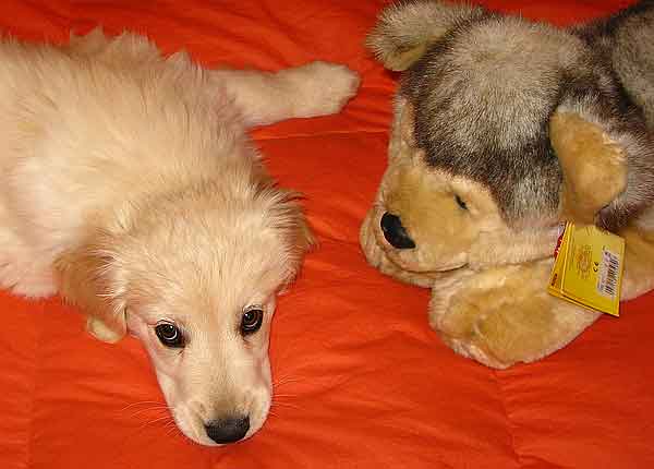 Micoroquimerismo en perros: cachorros hembra con cromosoma Y.