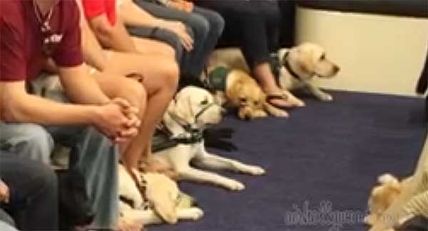Simulador de vuelo para #perros: Perros que viajan en el avión, ¡pero con los pasajeros!