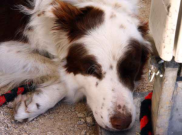 3.600 #perros afectados, 580 de ellos muertos (EE.UU.) por "premios" en mal estado procedentes de China.
