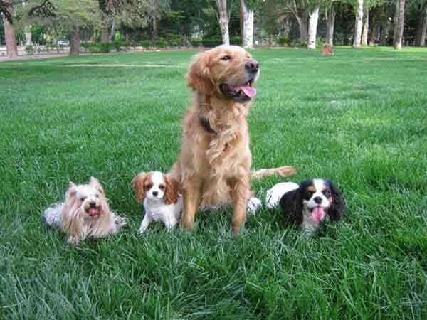 El CAP Bordeta-Magraners, será el primero de toda España en ofrecer terapia asistida con perros.