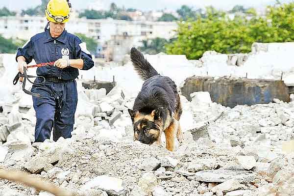 Tres perros entrenados encontraron una persona atrapada bajo una montaña de escombros, durante un simulacro realizado por una brigada de “Bomberos Unidos sin Fronteras (BUSF), al concluir un programa de entrenamiento