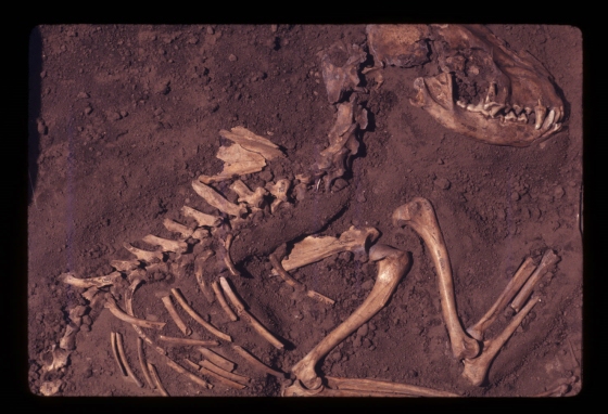 Según la UCLA, los primeros #perros provienen de Europa, y tienen una antigüedad de al menos 18.000 años.