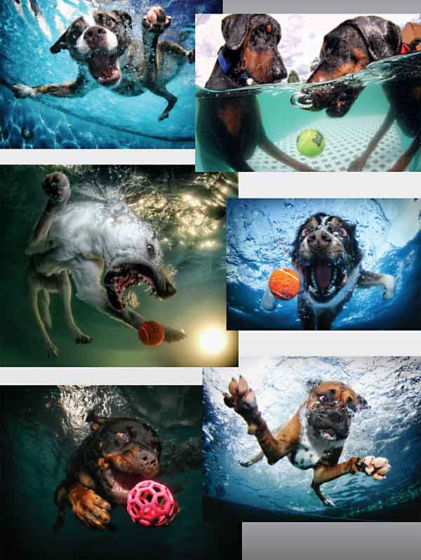 Perros bajo el agua (versión para España de Underwater dogs), el libro de Seth Casteel, ya está disponible.