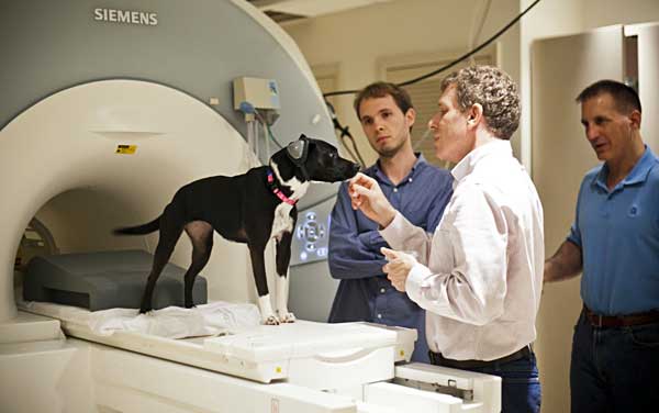 Sí, los perros tienen emociones como las humanas: El esperado libro del experimento de Gregoy Berns con su perro Callie en la Universidad de Emory lo demuestra.
